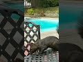 Squirrel 🐿️ Sits at the TABLE 😍 #shorts #animals