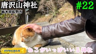 【モトブログ】猫がたくさん住んでる神社が癒された！！『唐沢山神社』#22【Vlog】