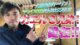 カエルアンコウ祭り継続中！黄色カエルがでかい！！今がチャ〜ンス♫