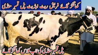 Today | Khangar Cow fresh rate update Best Khangar cow | pull qambar mandi