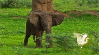 Curious Baby Elephant Proves Fascinating Discovery