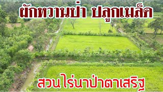 ผักหวานป่าปลูกเมล็ดสวนไร่นาป่าตาเสริฐ | เกษตรผสมผสาน | บ่าวยุทธพาจ้วด