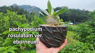 파키포디움 에버넘 분갈이했습니다😄😄 오도로분과 찰떡이네욤 pachypodium rosulatum var . eburneum