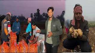 এ বছরে নতুন আলু তোলার কাজে আজ সারাদিন মাঠে কাটল।village vlog with chandan