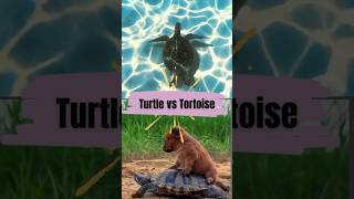 “Turtle vs Tortoise: What’s the Difference?”#facts #animals #wateranimals #landanimal