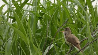 オオヨシキリ Great reed warbler の鳴き声。May 28,2017