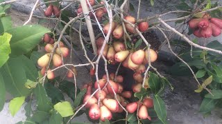 perkembangan jambu air cingcalo merah