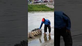 merasa kuat, peria ini pegang buaya raksasa ngeri( video viral buaya raksasa)