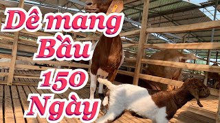 DÊ MANG BẦU BAO NHIÊU NGÀY