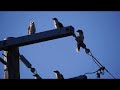 laughing kookaburras are calling ﾜﾗｲｶﾜｾﾐ達が鳴いている