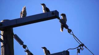 Laughing kookaburras are calling ﾜﾗｲｶﾜｾﾐ達が鳴いている