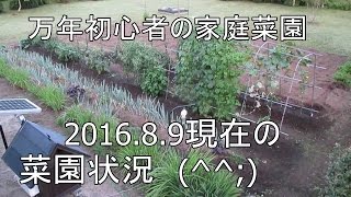 【万年初心者の家庭菜園】8/9夏野菜類の様子