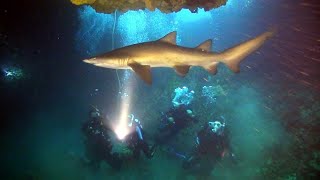 Destination WA - Rotto Shark Dive