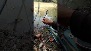 Fishing small goldfin tinfoil barb #ត្រីឆ្ពិន #fishingtime #shortvideo #shorts