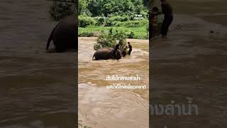 นาทีระทึก 4 นักท่องเที่ยวแพล่มถูกน้ำป่าซัดติดต้นไม้กลางลำน้ำ | TNN Earth | 30-06-67