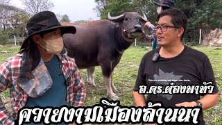 อ.ดร.ต๋อง พามชมความงามเมืองล้านนา พร้อมพาดูจุดเด่นจุดด้อยของควายแต่ละตัว คุ้มควายงามเวียงเชียงใหม่