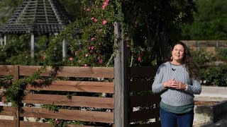Get It Growing: Peggy Martin rose has a name with a story