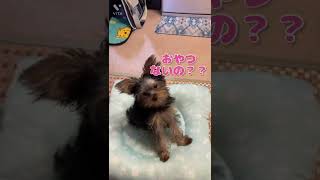 おすわり　お手　練習中ヨーキー　#ヨーキー #ヨークシャテリア #犬 #犬のいる暮らし #癒し#こいぬ #子犬 #子犬の成長記録  #vita