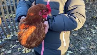 Talentontwikkeling Natuur op Stadsboerderij Osdorp