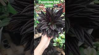 PEPEROMIA RED ROSSO #shorts #rumahtaniunggul #tanaman