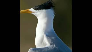 Crested Tern breeding plumage, displaying in Tasmania, Australia