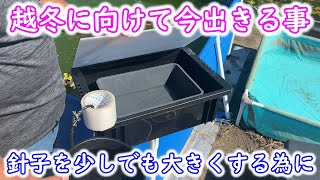 【めだか】今の時期に生まれた針子は越冬できる？少しでも大きくしてあげましょう。Ｂ型おやじ