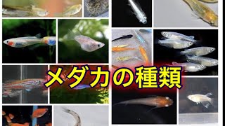 名前は分かる？？かっている改良メダカの種類 一覧を調べてみました【メダカ観察日記】