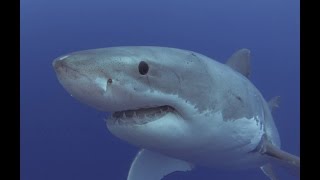 Great White Shark Diving Guadalupe Island 2015