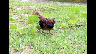 野生のコジュケイと一緒にお散歩♪