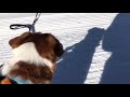 cheerful cervino 白馬さのさかで犬とski ...jack russell terrier…