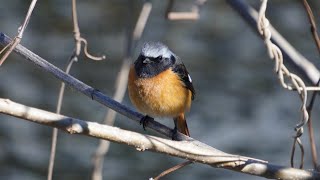 近所を散歩中に撮影した野鳥達(ワカケホンセイインコ・カワセミ・キンクロハジロ・ジョウビタキ♂）：2025年2月４・6日