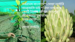 থাই শরিফা বারো মাসি বাংলাদেশের প্রথম চাষ