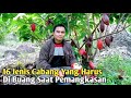 16 Jenis Cabang Ini Harus di Buang Saat Pemangkasan Agar Buah Kakao Lebat dan Pohonnya Sehat❗