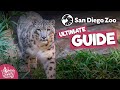 San Diego Zoo Full Tour 2022 | All Animals, Exhibits, Food & More