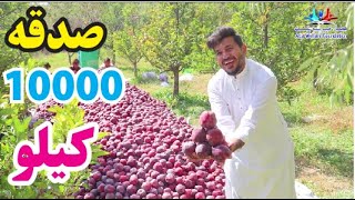 😱🍎  سږ کال 10000 کیلو مڼه شوی  |Ten thousand kilos of apples |new (2022)