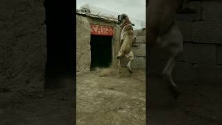 Aadamkhor wolf 😱||#trending #viral #youtubeshorts #fox#dog #bhoot#danger #wolf #1million #views