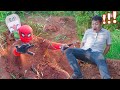 MENEMUKAN SPIDERMAN BANGKIT DARI KUBUR