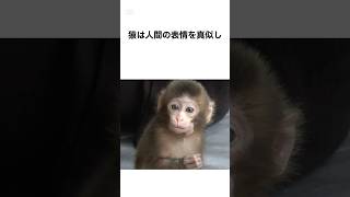 【可愛すぎるwwww】猿の雑学 #shorts #雑学 #猿