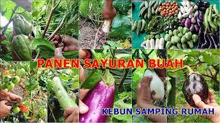 PANEN ANEKA SAYURAN BUAH DI KEBUN SAMPING RUMAH