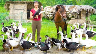 Harvesting Many Geese By 3-wheeled Vehicle Goes To The Market Sell, Daily Life - Farm Life