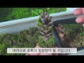 메이커순돌 천연 솔방울 이끼 가습기 만들기 편