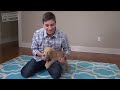 3 easy things to teach your new puppy