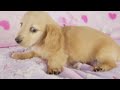 ミニチュアダックス・ゴールド・オス12 28｜padog・兵庫県ブリーダー子犬