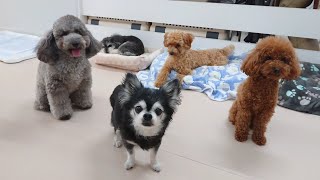 トイプードルの国に迷い込んだふぅ～さん　🐶ひみつきちなう！①🐶  2023年6月24日