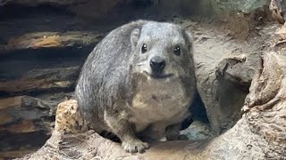 ケープハイラックスのようすです。【2022年11月9日】【上野動物園】