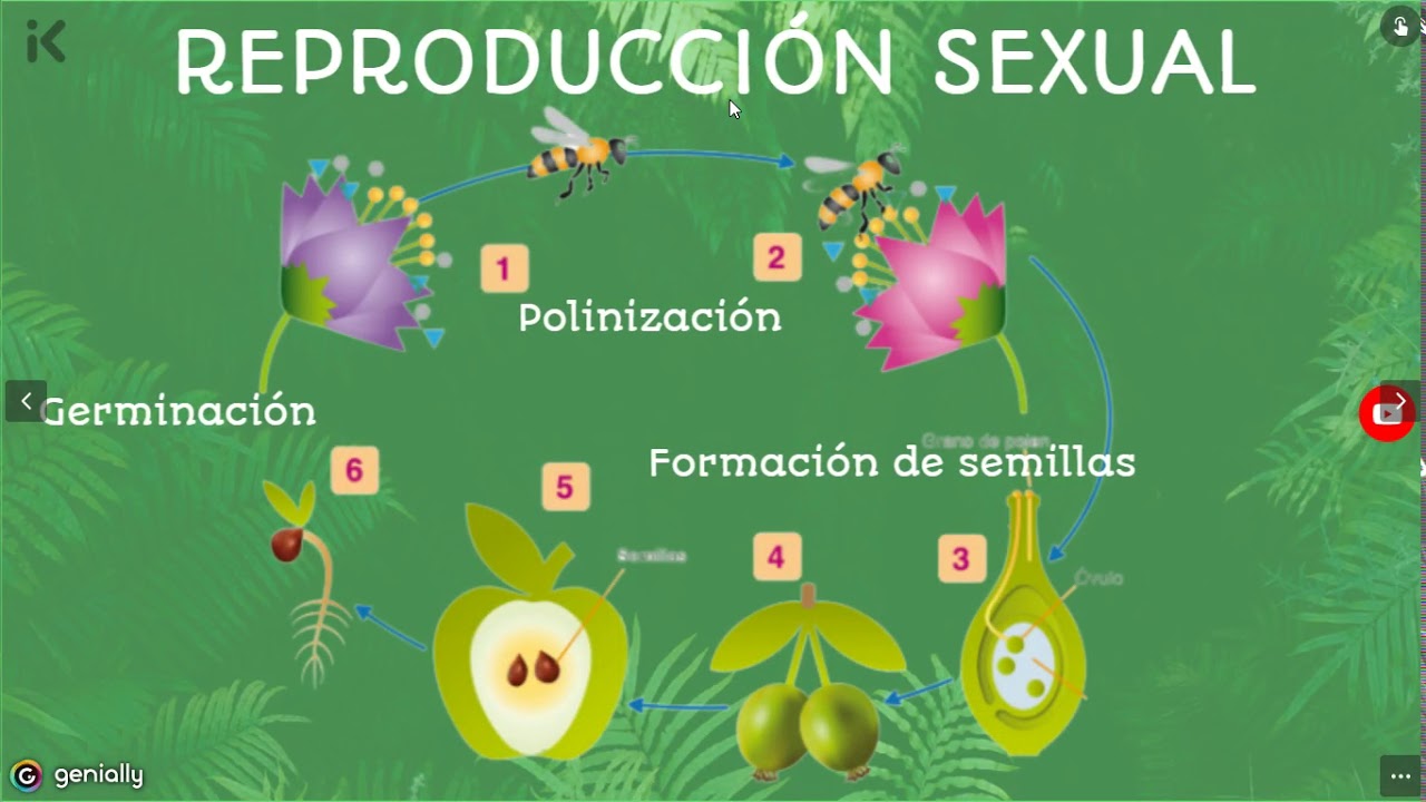 TEMA 3 - Reproducción Sexual En Las Plantas - YouTube