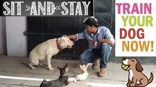 உட்காருவதற்கு உங்கள் நாய் எப்படி பயிற்சி செய்ய வேண்டும் | Dog Training