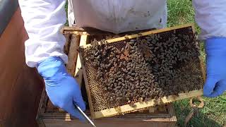 Bienen Imkerei, Schwarmkontrolle bei Volltracht!