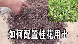 花匠配土“小技巧”，养殖桂花疏松又营养，植株生长旺！【农村养花匠】