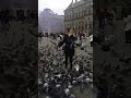 Pigeons of Dam Square, Amsterdam #SHORTS